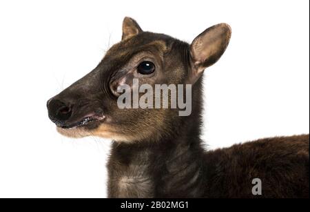 Nahaufnahme eines Visayan gefleckten Hirsches, Rusa alfredi, isoliert auf Weiß Stockfoto