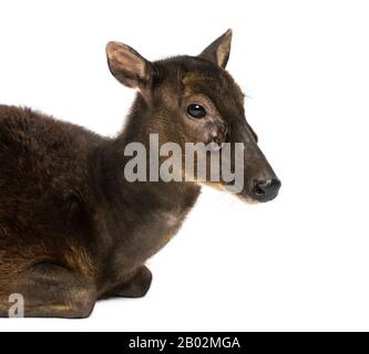 Nahaufnahme eines Visayan gefleckten Hirsches, Rusa alfredi, isoliert auf Weiß Stockfoto