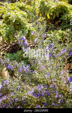 Rosmarinus officinalis korsisches Blau wächst in der Kräutersektion einer erhabenen Pflanzmaschine in einem englischen Garten Stockfoto