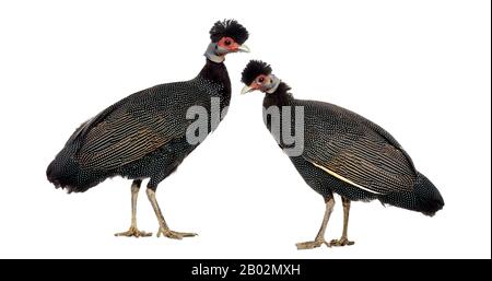 Seitenansicht von zwei Crested Guineafowls, die einander gegenüberstehen, Guttera pucherani, isoliert auf Weiß Stockfoto