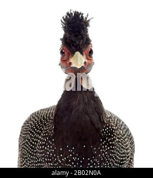 Nahaufnahme einer Crested Guineafowl gegenüber der Kamera, Guttera pucherani, isoliert auf Weiß Stockfoto