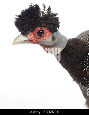 Crested Guineafowl, Guttera pucherani, isoliert auf Weiß Stockfoto