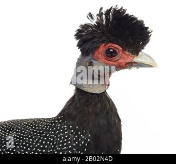 Crested Guineafowl, Guttera pucherani, isoliert auf Weiß Stockfoto