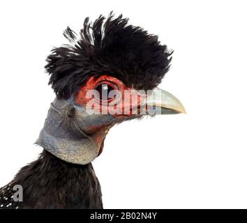 Nahaufnahme eines Profils der Crested Guineafowl, Guttera pucherani, isoliert auf Weiß Stockfoto