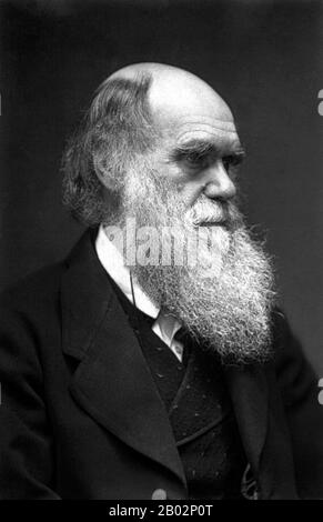 Charles Robert Darwin, FRS (12. Februar 1809 - 19. April 1882) war ein englischer Naturforscher und Geologe, der vor allem für seine Beiträge zur Evolutionstheorie bekannt ist. Er stellte fest, dass alle Lebensarten im Laufe der Zeit von gemeinsamen Vorfahren abstammen, Und in einer gemeinsamen Veröffentlichung mit Alfred Russel Wallace führte er seine wissenschaftliche Theorie ein, dass dieses Verzweigungsmuster der Evolution aus einem Prozess resultierte, den er natürliche Auswahl nannte, bei dem der Kampf um Existenz eine ähnliche Wirkung hat wie die künstliche Auswahl, die in der selektiven Züchtung involviert ist. Darwin veröffentlichte seine Evolutionstheorie mit Co Stockfoto