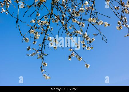 Heikle Klüfte kleiner weißer Blumen heitern die Ankunft des Frühlings nach diesem Prunus avium Baum im Alter von fast fünfzig Jahren in einem englischen g Stockfoto
