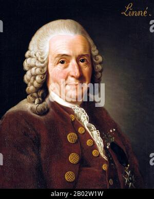 Carl Linnaeus, auch bekannt nach seiner Anbetung als Carl von Linné, war ein schwedischer Botaniker, Arzt und Zoologe, der die Grundlagen für das moderne biologische Benennungsschema der binomialen Nomenklatur legte. Er ist als Vater der modernen Taxonomie bekannt und gilt auch als einer der Väter der modernen Ökologie. Stockfoto