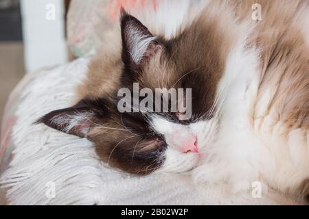 Eine große Nahaufnahme einer schlafenden Ragdoll bicolor Katze, die charakteristische Markierungen einer Seal Bicolor zeigt Stockfoto