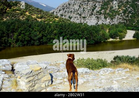 Griechenland, Hund, der über die Nestos-Schlucht in Eastmacedonia blickt Stockfoto