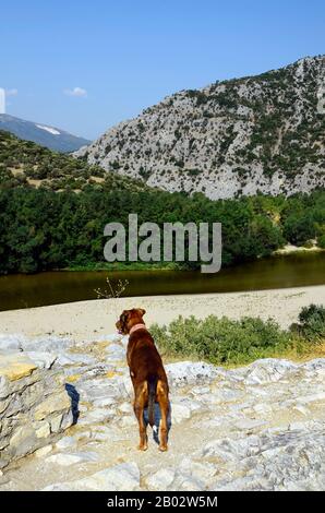 Griechenland, Hund, der über die Nestos-Schlucht in Eastmacedonia blickt Stockfoto