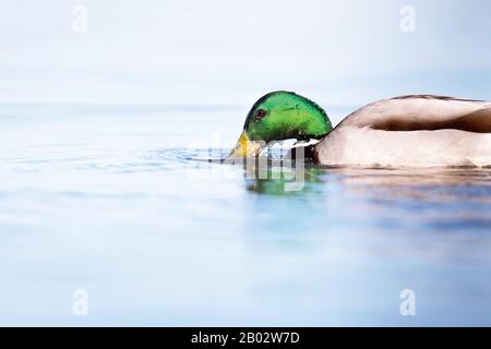 Männliche Mallard trinkt morgens im See Sonnenlicht. Seitenansicht. Stockfoto