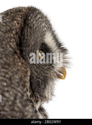 Nahaufnahme des Profils einer Großen Grauen Eule, Strix nebulosa, isoliert auf Weiß Stockfoto