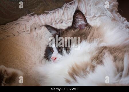 Eine schlafende, Erwachsene Ragdoll bicolor-Katze, die in ihrem eigenen halblanghaarigen Fellmantel in Großbritannien warm aufgehüpft wurde Stockfoto