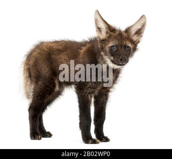 Maned Wolf Cub stehend, Chrysocyon brachyurus, isoliert auf weiß Stockfoto