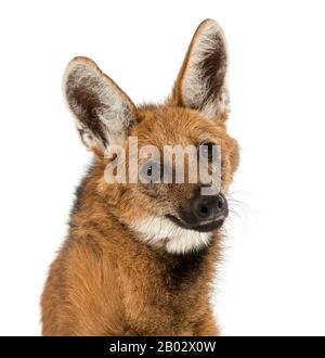 Nahaufnahme eines Auf weiß isolierten, Bedorrten Wolfes, Chrysocyon brachyurus Stockfoto