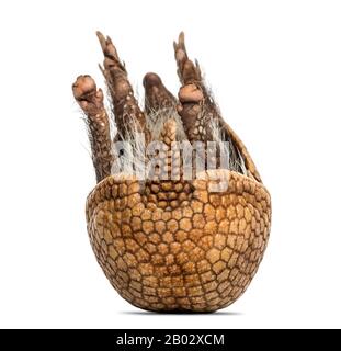 Das brasilianische dreibändige Gürteltier auf dem Rücken, Tolypeues tricinctus - 4 Jahre alt Stockfoto