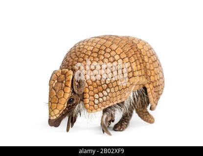 Brasilianisches dreigebändertes Gürteltier, Tolypeutes tricinctus - 4 Jahre alt Stockfoto