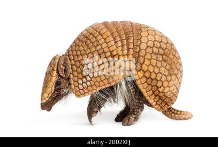 Brasilianisches dreigebändertes Gürteltier, Tolypeutes tricinctus - 4 Jahre alt Stockfoto