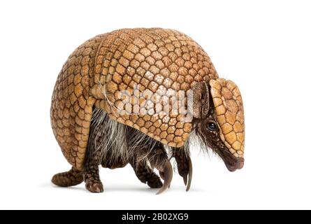 Brasilianisches dreigebändertes Gürteltier, Tolypeutes tricinctus - 4 Jahre alt Stockfoto