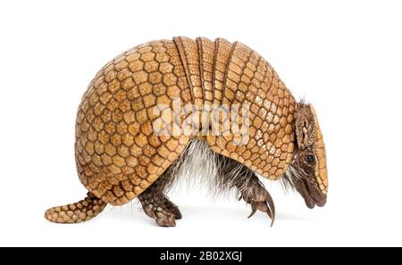 Brasilianisches dreigebändertes Gürteltier, Tolypeutes tricinctus - 4 Jahre alt Stockfoto