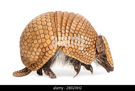 Brasilianisches dreigebändertes Gürteltier, Tolypeutes tricinctus - 4 Jahre alt Stockfoto