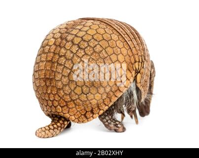 Brasilianisches dreigebändertes Gürteltier, Tolypeutes tricinctus - 4 Jahre alt Stockfoto