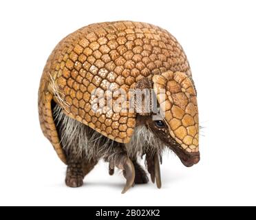 Brasilianisches dreigebändertes Gürteltier, Tolypeutes tricinctus - 4 Jahre alt Stockfoto