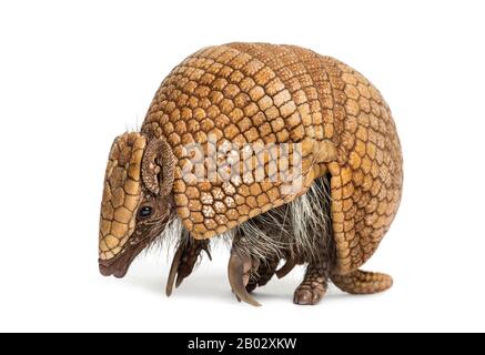 Brasilianisches dreigebändertes Gürteltier, Tolypeutes tricinctus - 4 Jahre alt Stockfoto