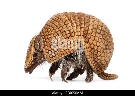 Brasilianisches dreigebändertes Gürteltier, Tolypeutes tricinctus - 4 Jahre alt Stockfoto