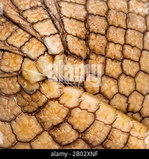 Brasilianisches dreigebändertes Gürteltier, Tolypeutes tricinctus - 4 Jahre alt Stockfoto
