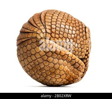 Das brasilianische dreibändige Gürteltier rollte auf, Tolypeues tricinctus - 4 Jahre alt Stockfoto