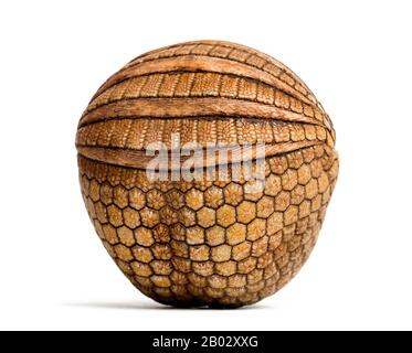 Das brasilianische dreibändige Gürteltier rollte auf, Tolypeues tricinctus - 4 Jahre alt Stockfoto