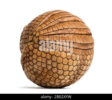 Das brasilianische dreibändige Gürteltier rollte auf, Tolypeues tricinctus - 4 Jahre alt Stockfoto