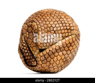 Das brasilianische dreibändige Gürteltier rollte auf, Tolypeues tricinctus - 4 Jahre alt Stockfoto