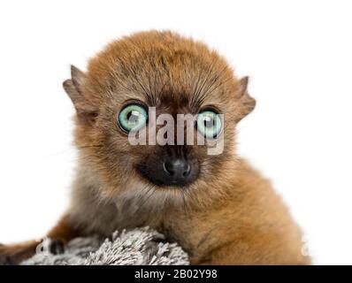 Nahaufnahme eines blauäugigen schwarzen Lemurs (3 Monate alt) Stockfoto