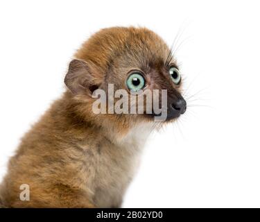 Nahaufnahme eines blauäugigen schwarzen Lemurs (3 Monate alt) Stockfoto