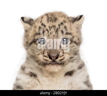 Snow Leopard cub, Panthera uncia, 1,5 Monate Stockfoto
