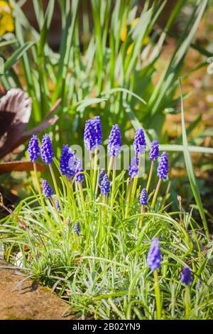 Traubenhyazinthen machen einen Splash von früher Farbe vor einer erhöhten Blumengrenze in einem englischen Garten Stockfoto