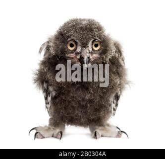 Schneewule, Bubo scandiacus, 40 Tage Stockfoto