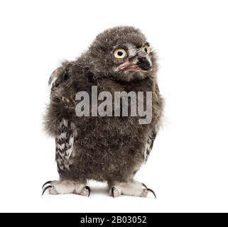 Schneewule, Bubo scandiacus, 40 Tage Stockfoto