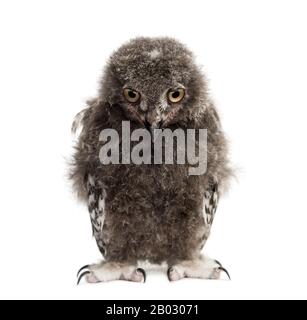 Schneewule, Bubo scandiacus, 40 Tage Stockfoto