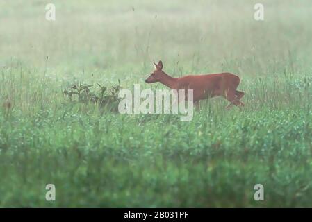 Rehe, die auf einer nebligen Wiese spazieren gehen. Stockfoto