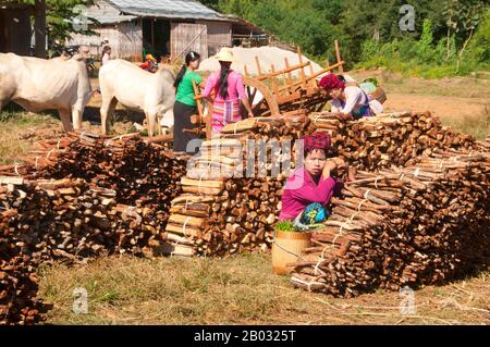 Die Pa-O sind die siebtgrößte ethnische Nationalität in der Republik der Union von Myanmar. Sie sind die zweitgrößte ethnische Gruppe im Shan-Staat und leben auch im Kayin-Staat, im Kayah-Staat, im Mon State und in der Bago Division. Sie sind vermutlich aus Tibeter-Burman-Bestand und ethnolinguistisch mit den Karen verwandt. Der Inle Lake ist ein Süßwassersee, der in der Nyaungshwe Township des Taunggyi Distrikts Shan State, einem Teil der Shan Hills in Myanmar (Birma), liegt. Er ist der zweitgrößte See in Myanmar mit einer geschätzten Fläche von 44,9 Quadratmeilen (116 km2) und einer der höchsten an al Stockfoto