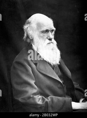 Charles Robert Darwin, FRS (12. Februar 1809 - 19. April 1882) war ein englischer Naturforscher und Geologe, der vor allem für seine Beiträge zur Evolutionstheorie bekannt ist. Er stellte fest, dass alle Lebensarten im Laufe der Zeit von gemeinsamen Vorfahren abstammen, Und in einer gemeinsamen Veröffentlichung mit Alfred Russel Wallace führte er seine wissenschaftliche Theorie ein, dass dieses Verzweigungsmuster der Evolution aus einem Prozess resultierte, den er natürliche Auswahl nannte, bei dem der Kampf um Existenz eine ähnliche Wirkung hat wie die künstliche Auswahl, die in der selektiven Züchtung involviert ist. Darwin veröffentlichte seine Evolutionstheorie mit Co Stockfoto