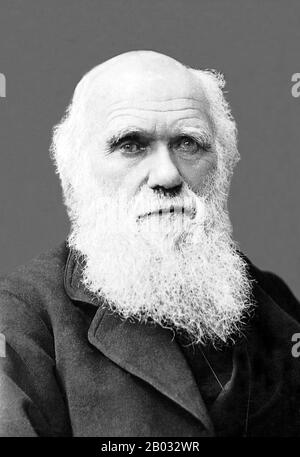 Charles Robert Darwin, FRS (12. Februar 1809 - 19. April 1882) war ein englischer Naturforscher und Geologe, der vor allem für seine Beiträge zur Evolutionstheorie bekannt ist. Er stellte fest, dass alle Lebensarten im Laufe der Zeit von gemeinsamen Vorfahren abstammen, Und in einer gemeinsamen Veröffentlichung mit Alfred Russel Wallace führte er seine wissenschaftliche Theorie ein, dass dieses Verzweigungsmuster der Evolution aus einem Prozess resultierte, den er natürliche Auswahl nannte, bei dem der Kampf um Existenz eine ähnliche Wirkung hat wie die künstliche Auswahl, die in der selektiven Züchtung involviert ist. Darwin veröffentlichte seine Evolutionstheorie mit Co Stockfoto