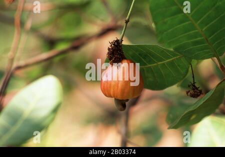 Der Cashew-Baum (Anacardium occidentale) ist ein tropischer immergrüner Baum, der den Cashew-Samen und den cashew-apfel herstellt. Sie kann bis zu 14 Meter (46 ft) wachsen, aber der bis zu 6 Meter (20 ft) wachsende Zwergcashew hat sich mit früherer Reife und höheren Renditen als profitabler erwiesen. Der Cashew-Samen wird als Snack serviert oder in Rezepten, wie Nüssen, verwendet. Der cashew-apfel ist eine hellrötliche bis gelbe Frucht, deren Fruchtfleisch zu einem süßen, adstringierenden Fruchtgetränk verarbeitet oder zu Alkohol destilliert werden kann. Die Schale des Cashew-Saatguts ergibt Ableitungen, die in vielen Anwendungen von Schmierica verwendet werden können Stockfoto