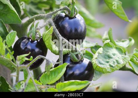 Schwarze Tomaten auf einem Zweig in den Garten. Indigo rose Tomate. Stockfoto