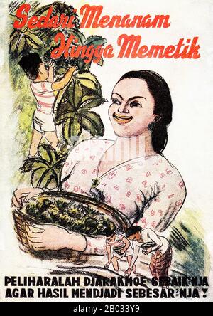 Das japanische Reich besetzte Niederländisch-Ostindien, das heutige Indonesien, während des zweiten Weltkriegs von März 1942 bis nach dem Ende des Krieges 1945. Die Zeit war eine der kritischsten in der indonesischen Geschichte. Anfangs begrüßten die meisten Indonesier die Japaner als Befreier ihrer niederländischen Kolonialherren. Die Stimmung änderte sich, da man von Indonesiern erwartete, dass sie mehr Härte für die Kriegsanstrengungen ertragen. In den Jahren 1944-1945 umgingen die alliierten Truppen Indonesien weitgehend und kämpften nicht um den Weg in die bevölkerungsreichsten Teile wie Java und Sumatra. Als solches war der größte Teil Indonesiens noch unter japanischem Insassen Stockfoto