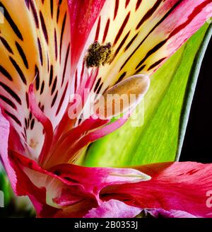 Abstrakter Makroschuss einer farbenfrohen peruanischen Lilienblüte Stockfoto