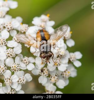 Tachnid Fly Tachina fera on Yarrow (Achilea millefolium.) Peak District National Park, England Stockfoto